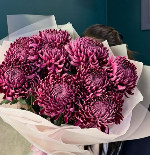 Винные хризантемы