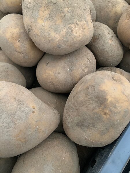 Pommes de terre fraîches