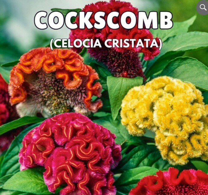 COCKSCOMB Seeds – Celosia Cristata (Summer)