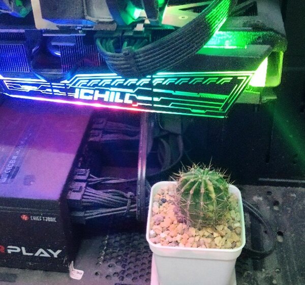 Компьютерный кактус