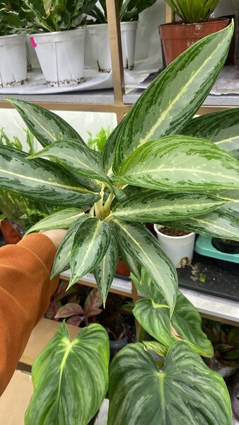 Аглаонемы разнообразие сортов