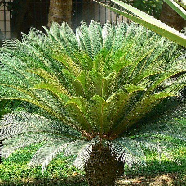 Sago Palm(Cycas)