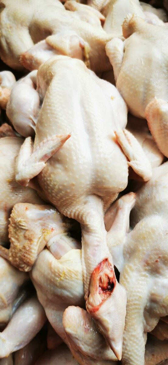 Poulet de chair et pondeuse