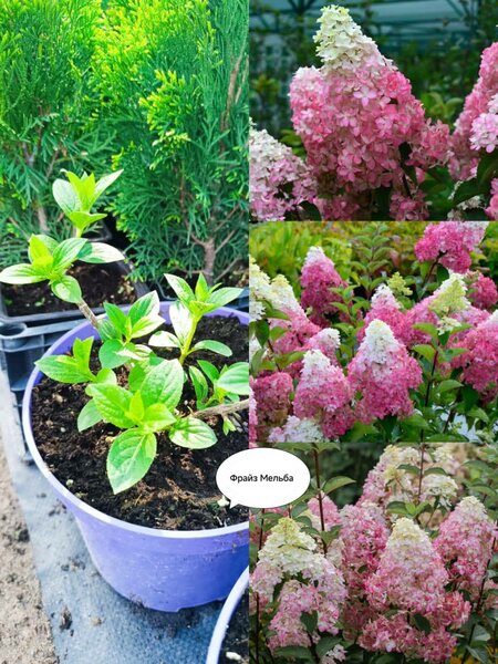 Метельчатые гортензии