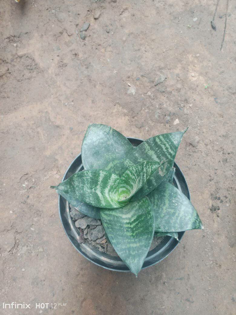 plantes vertes d'intérieur