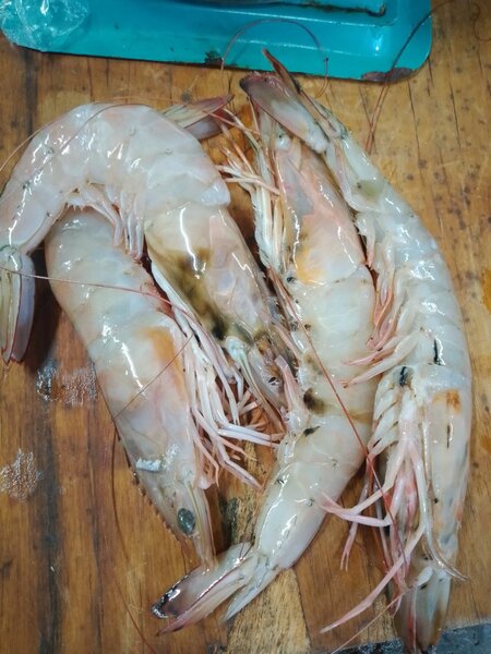Gambas