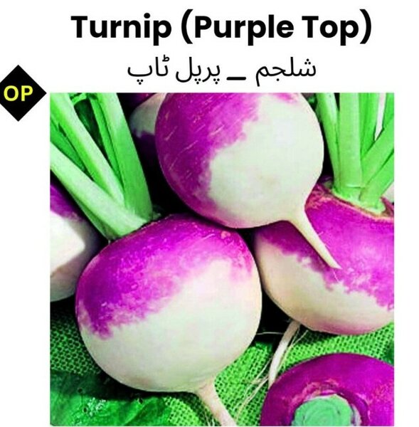 Turnip (Purple Top)