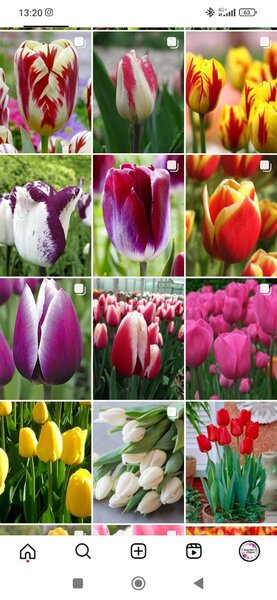 Нарциссы, тюльпаны, крокусы, гиацинты, камассия луковицы