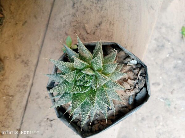 plantes vertes d'intérieur