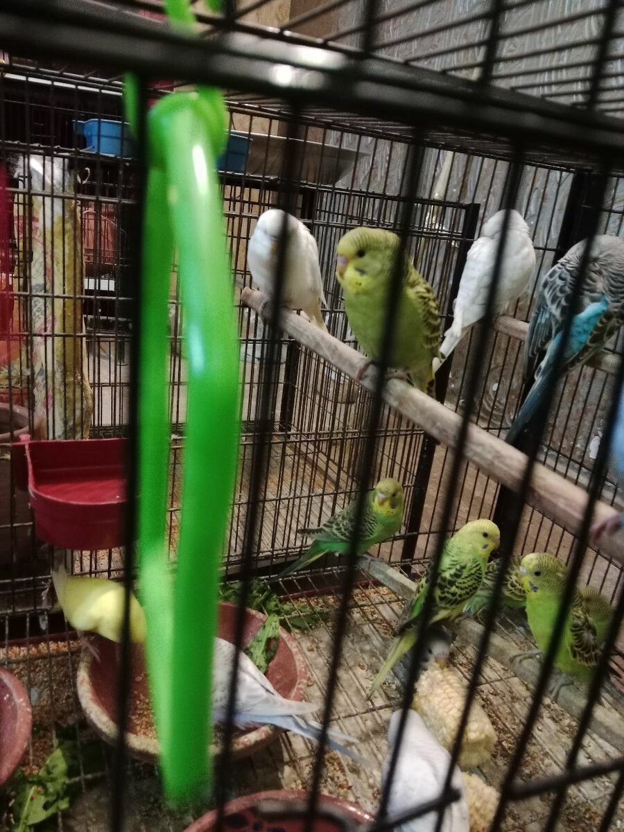Australian budgies 2 pairs at discounted price