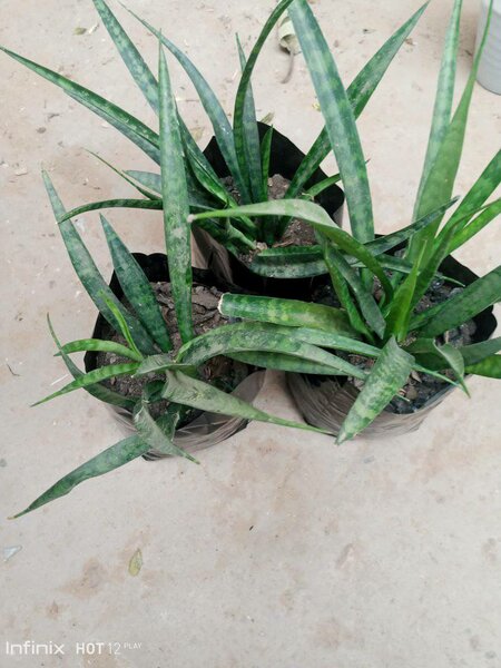 plantes vertes d'intérieur