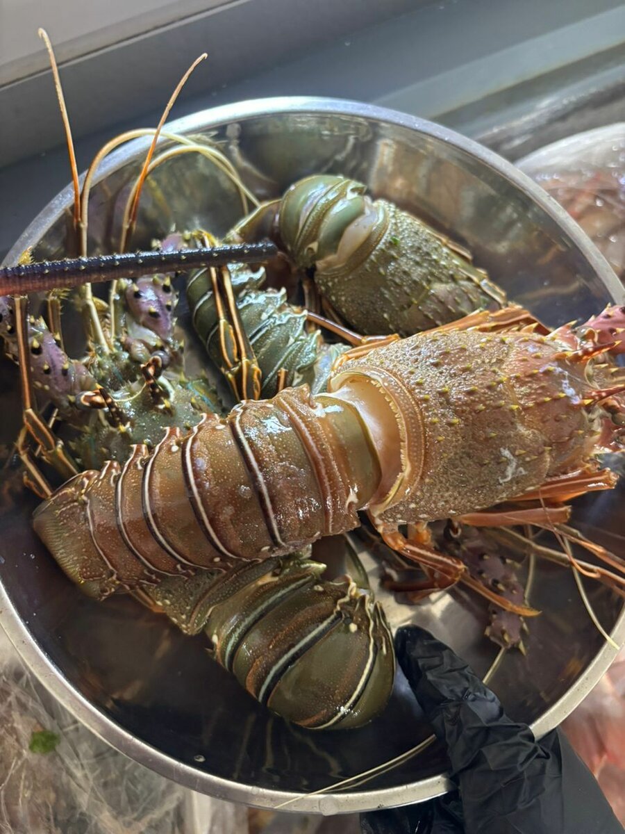 Langoustes fraîches