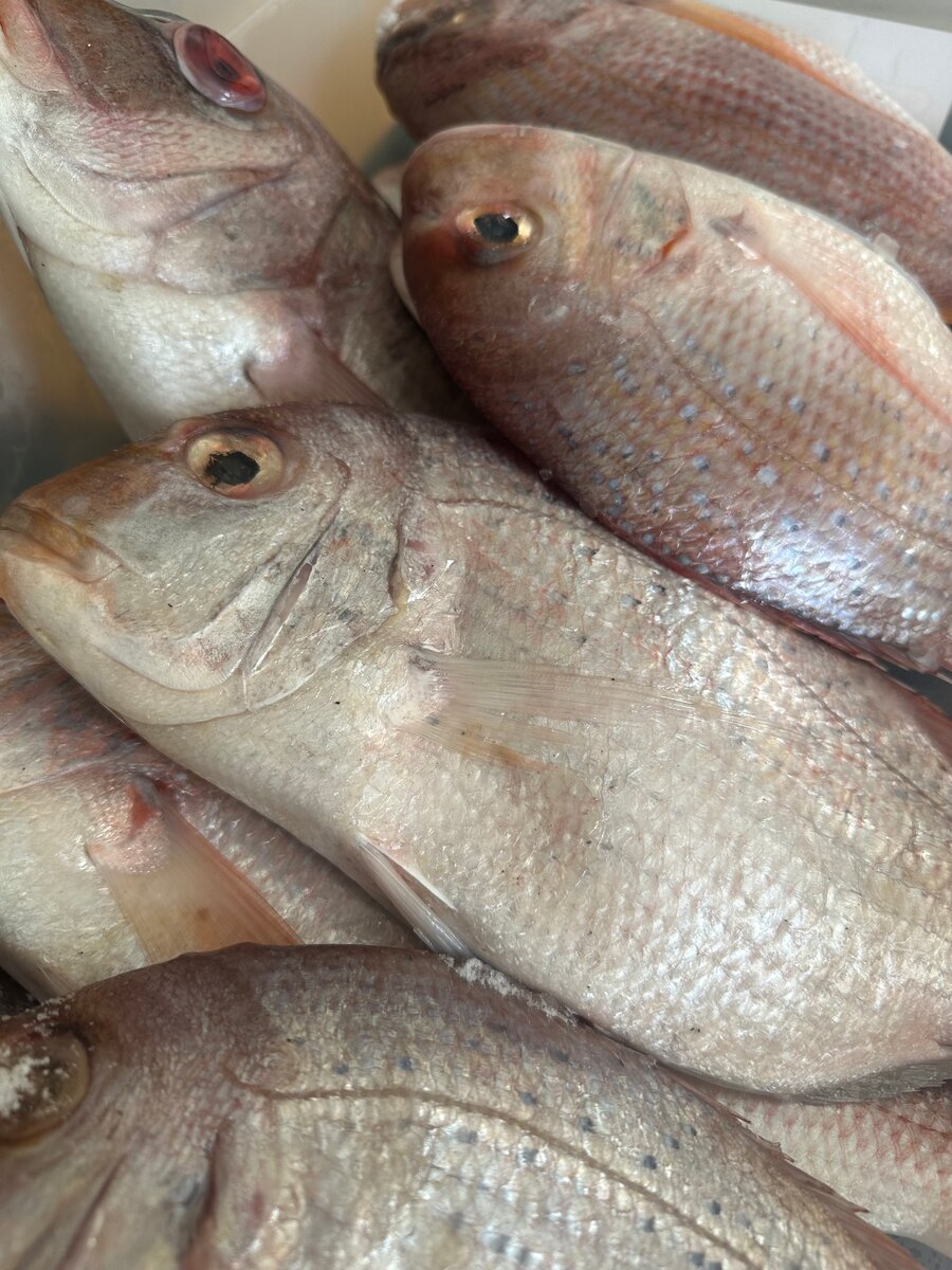 Daurade fraîche premium