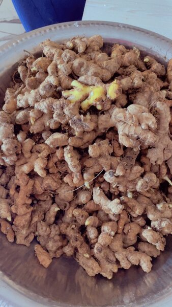 Gingembre Frais le kilo