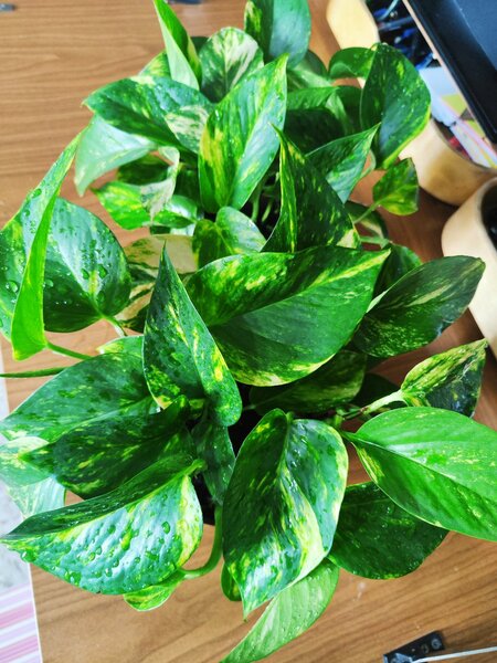 Эпипрепнум золотистый