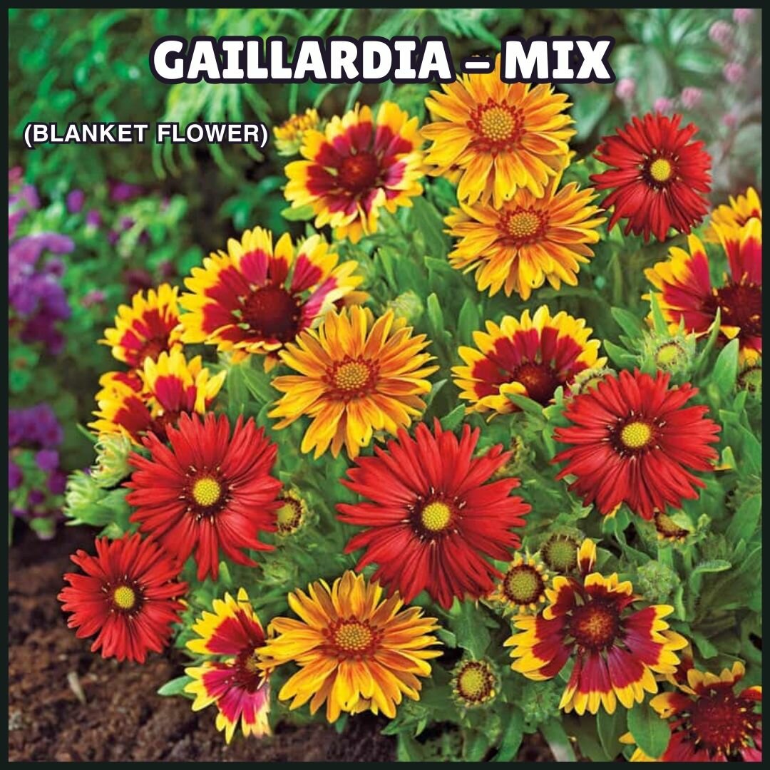 Gaillardia Mix