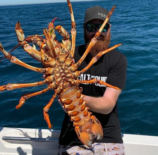 Homard cru frais pour cuisine