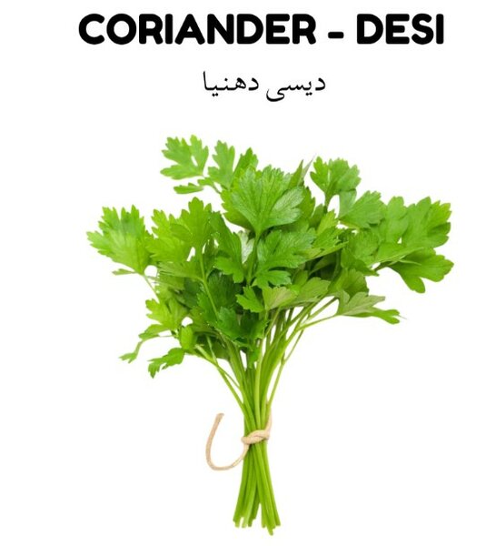 Coriander Seeds Desi ( Irani) دیسی دھنیا