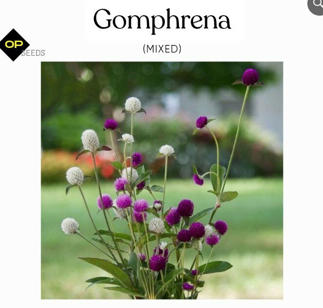 Gomphrena (Globe Amaranth)