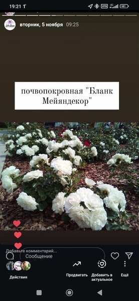 Саженцы роз