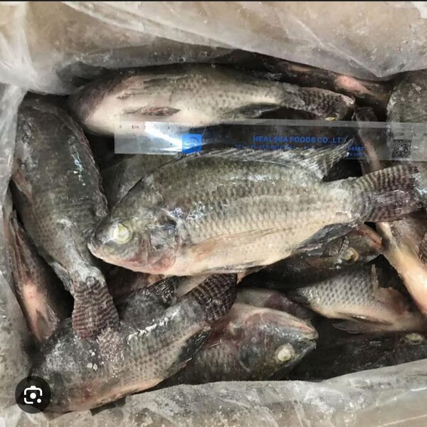 Tilapias fraîches premium