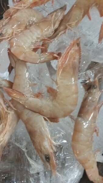 Crevettes,