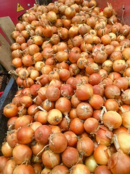 Oignons de haute qualité/sac d