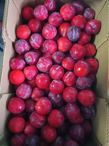 Prunes rouges fraîches 10kg