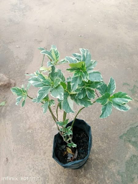 plantes vertes d'intérieur