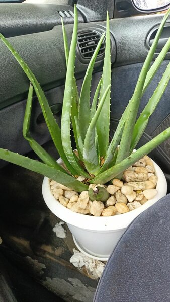 Plante Aloe Vera Pot