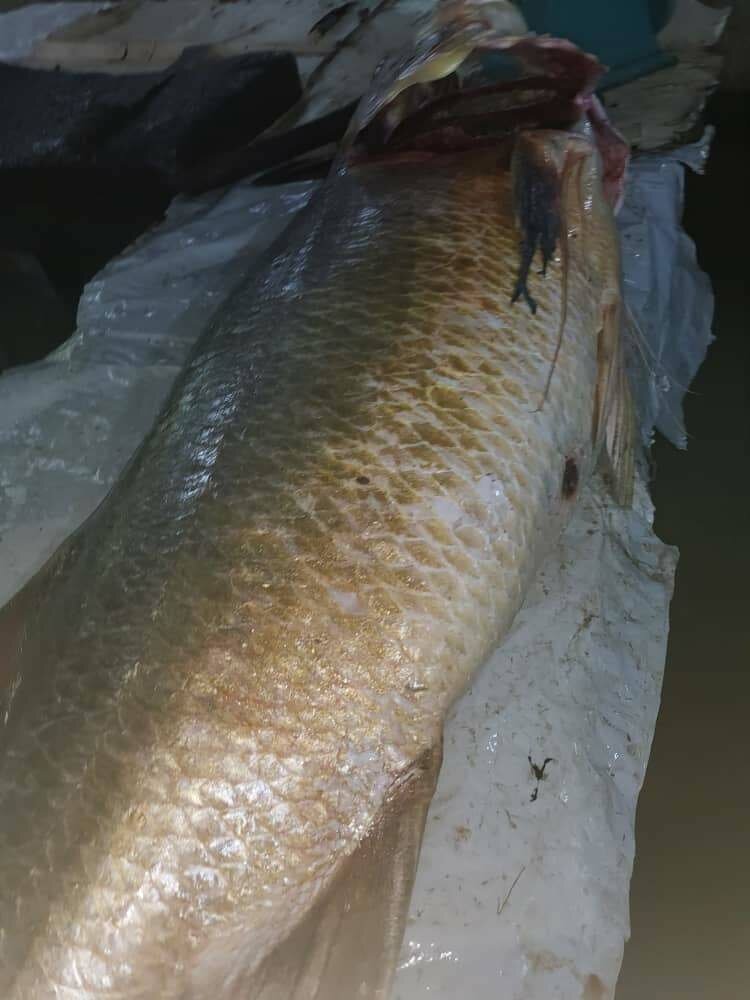 Poisson d'eaux douce