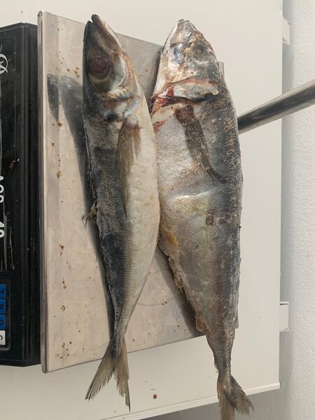 Poissons frais (cha-cha)