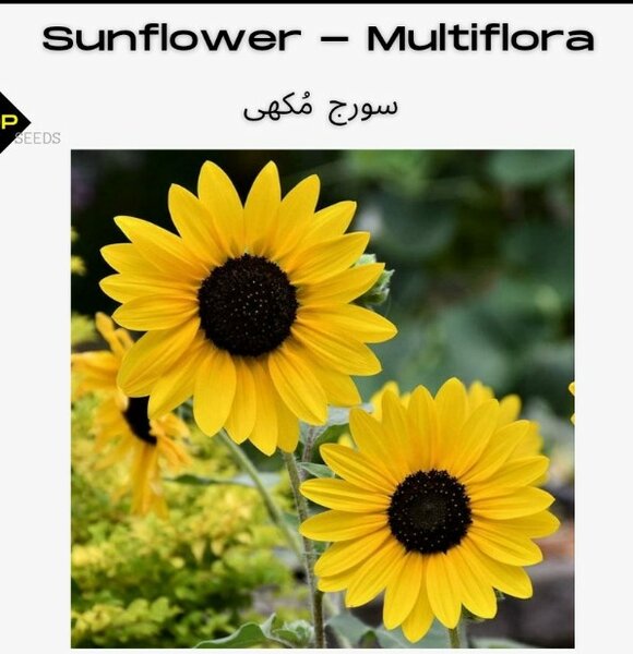 Sunflower Multiflora (SUMMER)