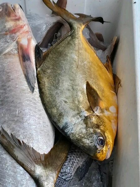 Arai et capitaine au kilo