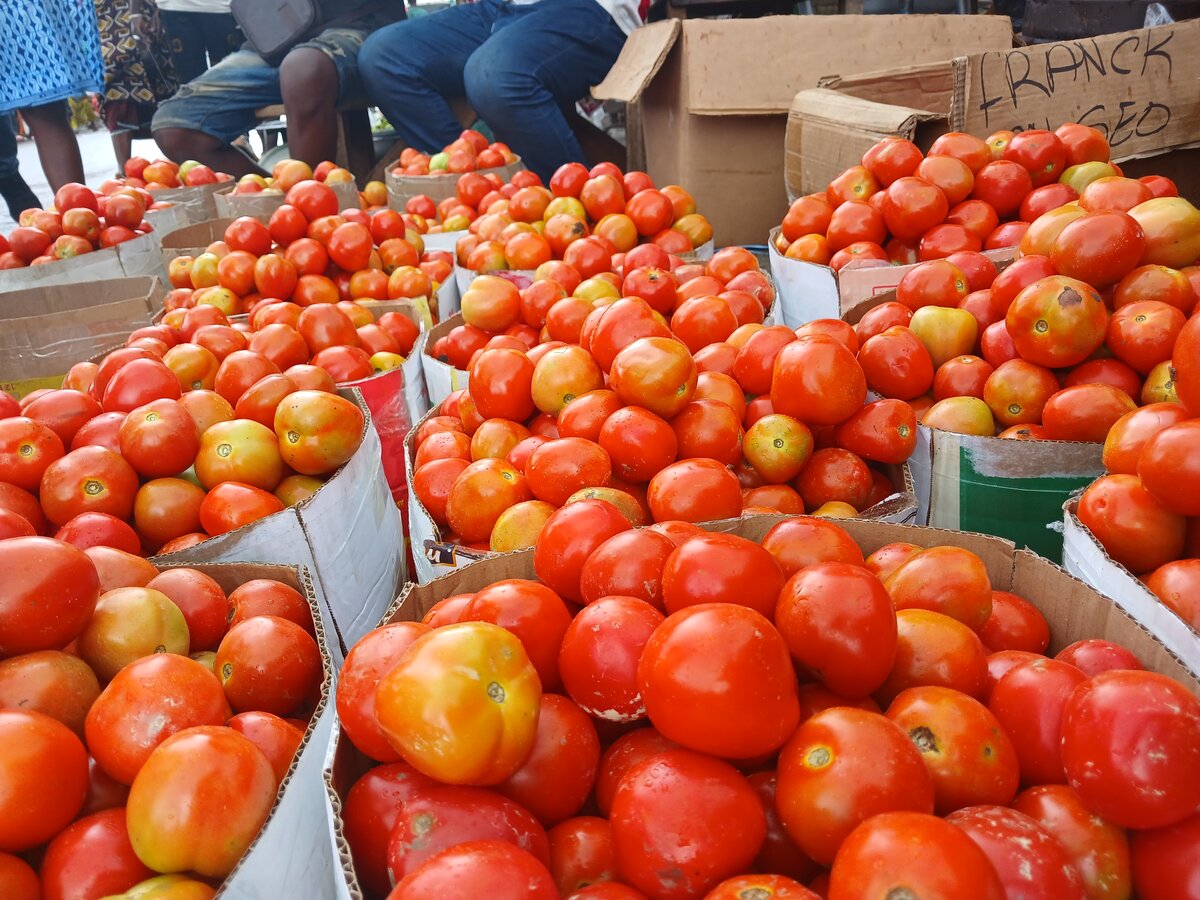 Tomates fraîches de qualité
