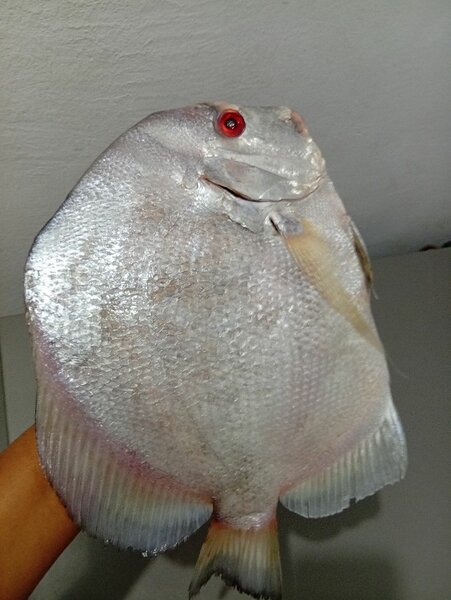 Poisson Saint Pierre