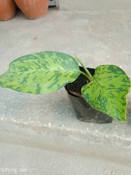 plantes vertes d'intérieur