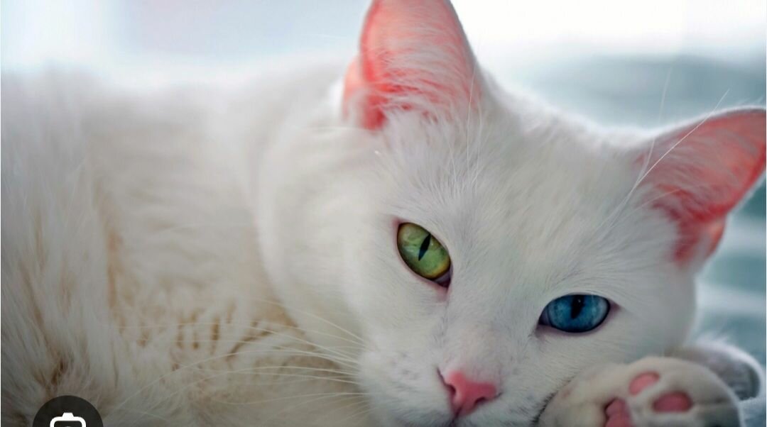 Кошка малчик 3 месяца