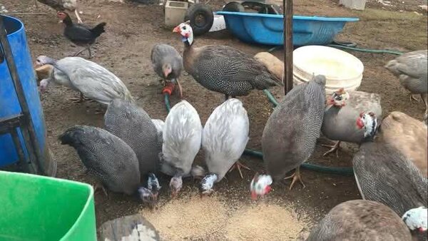 Guinea Fowl for sale
