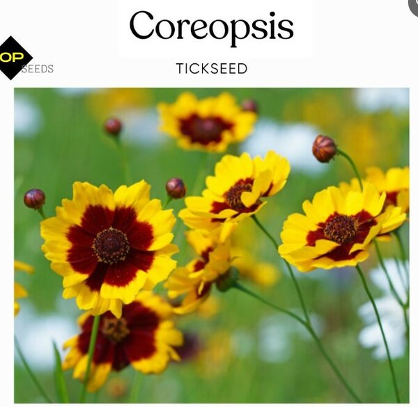Coreopsis – Tickseeds (Summer)