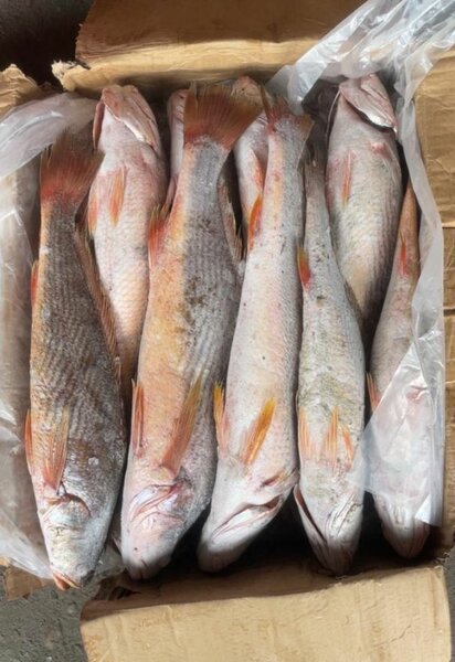 Poisson frais emballé