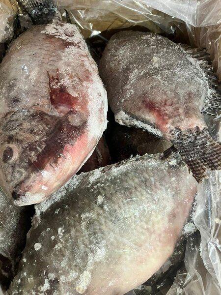 1carton de tilapia 800+