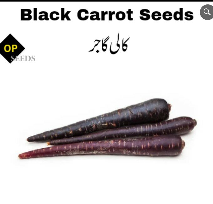 Black Carrot Seeds کالی گاجر (کانجی والی)