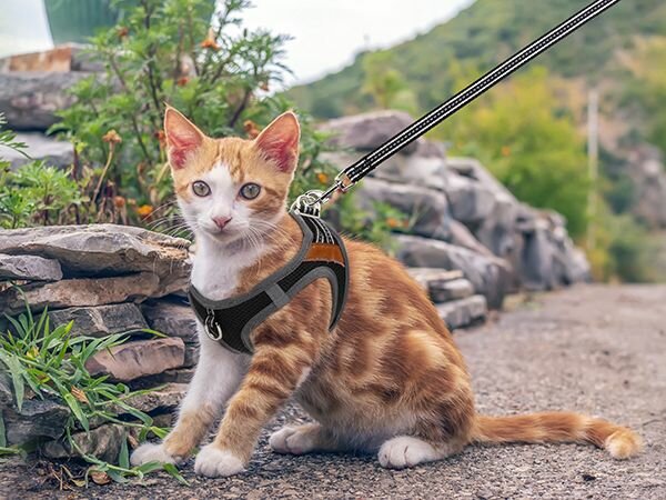 Harnais pour Chat Réglable