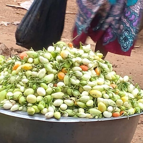 Tomates Vertes Fraîches