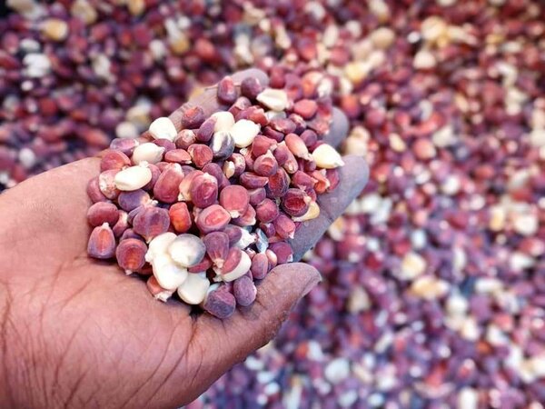 SEEDS #LUBANGA, SUNTA,CHISUNNGWA K39.5 (20g) #MUNDAMBI  K35