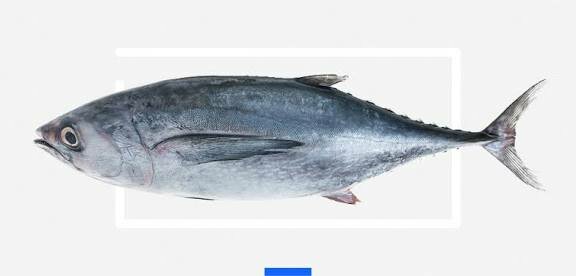 Poisson Thon blanc 20 kg