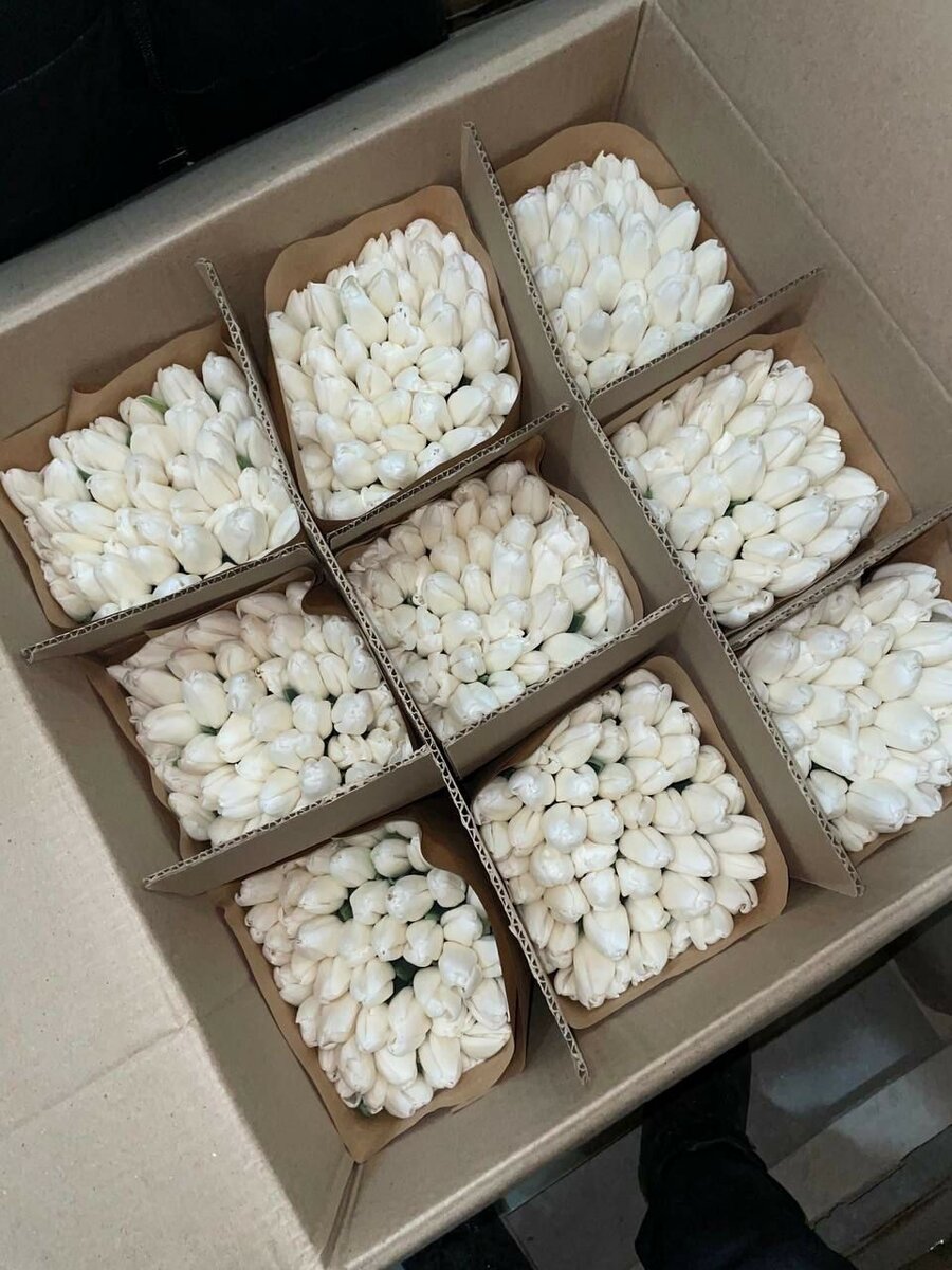 Отборные Голландские Тюльпаны