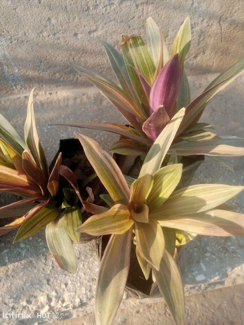 plantes vertes d'intérieur