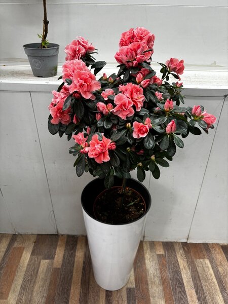 Комнатное растение